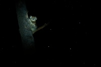 Koala - Phascolarctos cinereus o4344